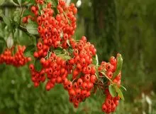 میوه‌ای که عفونت ریه را از بین می‌برد