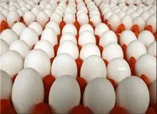 آخرین قیمت تخم مرغ در بازار 