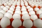 آخرین قیمت تخم مرغ در بازار 