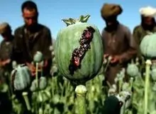 موضع کم‌سابقه وزیر بهداشت؛ ضرورت آغاز کشت تریاک در مناطق مشخص