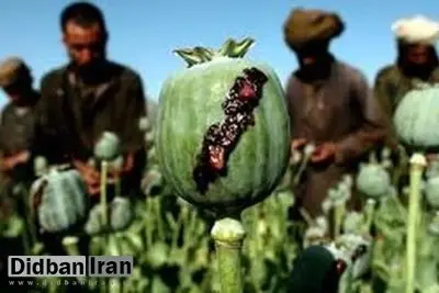 موضع کم‌سابقه وزیر بهداشت؛ ضرورت آغاز کشت تریاک در مناطق مشخص