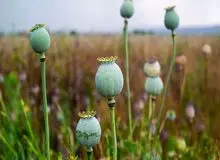 احتمال بازگشت کشت قانونی خشخاش در ایران؛ « ایران به ۶۰۰ تن تریاک نیاز دارد»