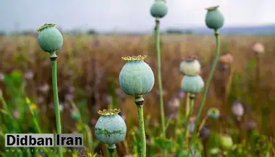 احتمال بازگشت کشت قانونی خشخاش در ایران؛ « ایران به ۶۰۰ تن تریاک نیاز دارد»