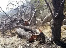 قتل‌عام بلوط‌ها در سکوت رسانه‌ای