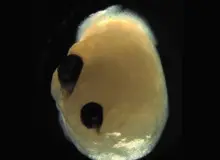 مغز پرورش‌یافته در آزمایشگاه چشم درآورد