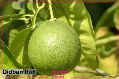 چه نوع میوه های به سلامتی و تناسب اندام کمک می کنند؟