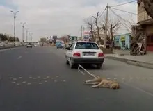 فقدان قوانین بازدارنده علت بروز حیوان آزاری/جرم انگاری و فرهنگ سازی راهکار مقابله