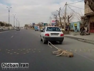 فقدان قوانین بازدارنده علت بروز حیوان آزاری/جرم انگاری و فرهنگ سازی راهکار مقابله