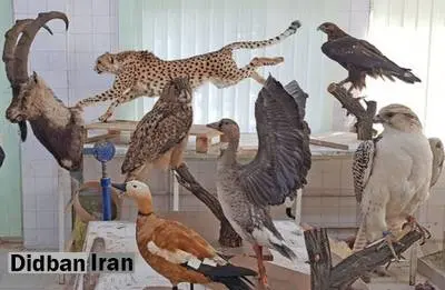با هرگونه خرید و فروش تاکسیدرمی حیوانات برخورد میشود
