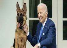 سگ بایدن مامور سرویس مخفی کاخ سفید را گاز گرفت