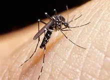 شناسایی ۲۷۷ مبتلا به تب دنگی/ پشه آئدس در همه گیلان وجود دارد