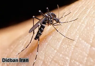 شناسایی ۲۷۷ مبتلا به تب دنگی/ پشه آئدس در همه گیلان وجود دارد