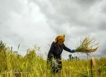 برداشت برنج در شالیزارهای گیلان