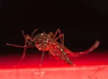 مشاهده پشه آئدس در این ۷ استان ایران +اسامی 