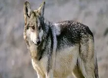 
تنها گرگ سینمای ایران طعمه شکارچی شد
