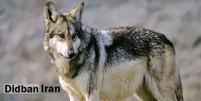 تنها گرگ سینمای ایران طعمه شکارچی شد