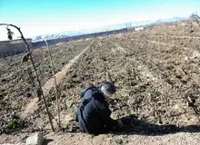 کشاورزان از سم‌پاشی و هرس درختان میوه خودداری کنند

