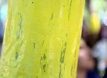 تکثیر مگس سفید درپایتخت کِی محدود می‌شود؟