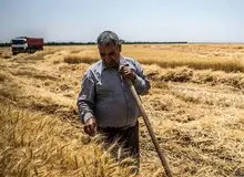 ۳۲ همت طلب گندمکاران پرداخت نشد/ هاشمی: گندمکاران برای کشت بعدی نقدینگی می‌خواهند