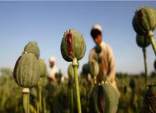 کرونا کشت خشخاش را افزایش داد