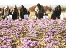 دلال ها زعفران ارزان می خواهند!