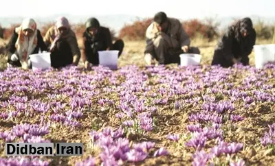 دلال ها زعفران ارزان می خواهند!