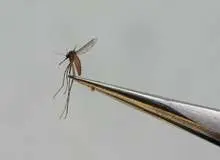 علائم «تب دنگی» چیست؟ / اسامی ۴ استان درگیر