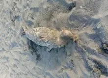 کشف لاشه ۴ فوک خزری در سواحل گیلان؛تعداد تلفات به ۵۴ مورد رسید