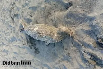 کشف لاشه ۴ فوک خزری در سواحل گیلان؛تعداد تلفات به ۵۴ مورد رسید