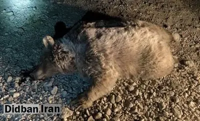 مرگ خرس قهوه‌ای بر اثر تصادف در سرچهان