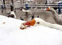 ببینید: نجات جان مرغابی های گرفتار شده در سرما توسط شهرداری مشهد +فیلم