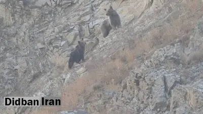 مشاهده خرس ماده و دو توله در منطقه حفاظت‌‌شده البرز