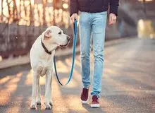 سگ‌گردانی در معابر عمومی رفسنجان ممنوع شد