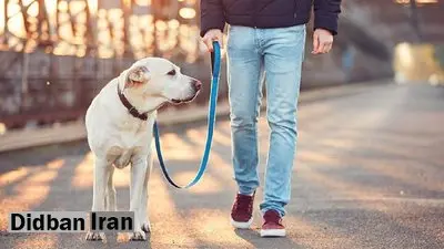 سگگردانی در معابر عمومی رفسنجان ممنوع شد