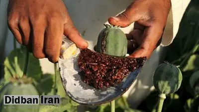افزایش ۶ برابری قیمت «تریاک» / کوچ خطرناک از سنتی به صنعتی