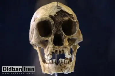 خشکسالی، گرسنگی و مواجهه با انسان خردمند، آخرین فصل زندگی هابیت‌ها را رقم زد