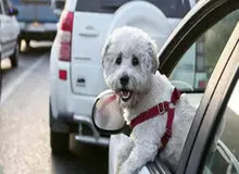 در کشورهای دیگر بابت نگهداری و سگ‌گردانی‌ها مالیات پرداخت می‌شود