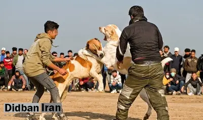 عوامل برگزاری جنگ سگ‎ها در آذربایجان شرقی بازداشت شدند