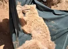 نجات خرس زخمی از ارتفاعات کوه خرسی مرودشت