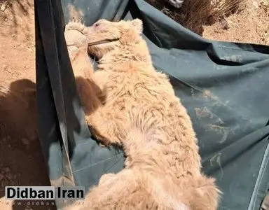 نجات خرس زخمی از ارتفاعات کوه خرسی مرودشت