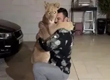 علی‌اکبری به تلف شدن شیرش در باغ وحش واکنش نشان داد/ «لیاقت نداشتید، باید پاسخگو باشید»