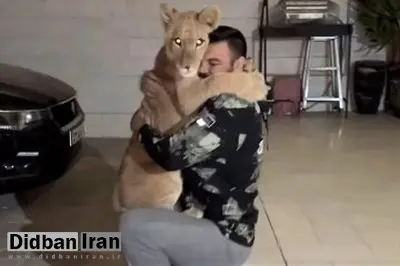 علی‌اکبری به تلف شدن شیرش در باغ وحش واکنش نشان داد/ «لیاقت نداشتید، باید پاسخگو باشید»