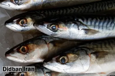 ارتباط جیوه ماهی و ابتلا به ALS