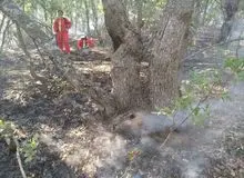 آتش  ۴۲۳ هکتار از جنگل های مریوان  سوزاند