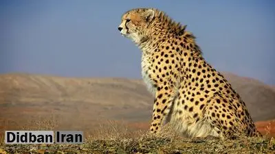 دامپزشکی که یوز «ایران» را سزارین کرد دانش جراحی نداشت
