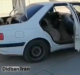 دزدیده شدن یک گله گوسفند توسط دزد و پنهان کردن آنهادر پژو پارس+فیلم 