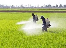 اتاق بازرگانی تهران: قانون نحوه استفاده از سموم کشاورزی در ایران اجرا نمی‌شود/ باقیمانده سموم در محصولات کشاورزی در کشور زیاد نیست