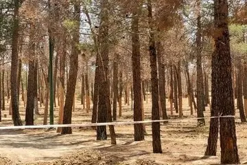 علت قطع هزاران اصله درخت در پارک چیتگر چیست؟