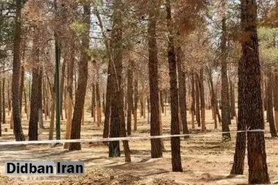 علت قطع هزاران اصله درخت در پارک چیتگر چیست؟