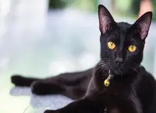 چرا دیدن گربه سیاه نشانه بدی است؟ / نگاهی به ریشه های یک عقیده